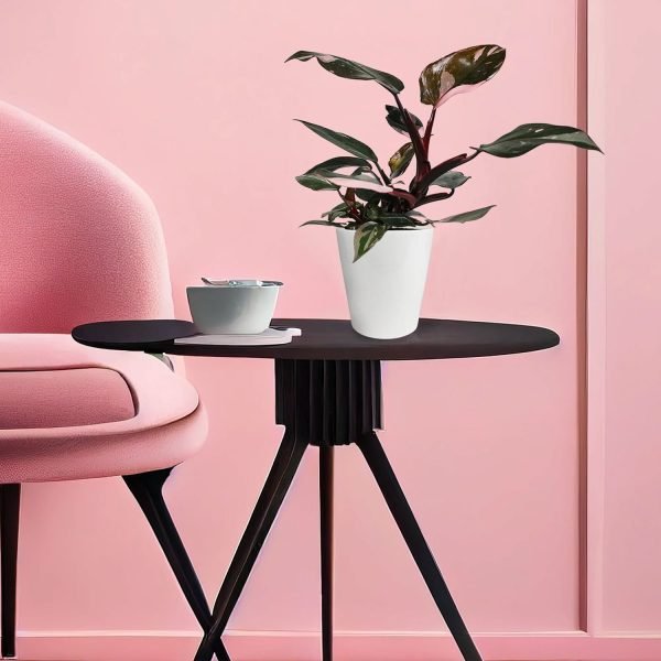 Wild Interiors 12 Tall Pink Princess Philodendron Live Plant - Image 4
