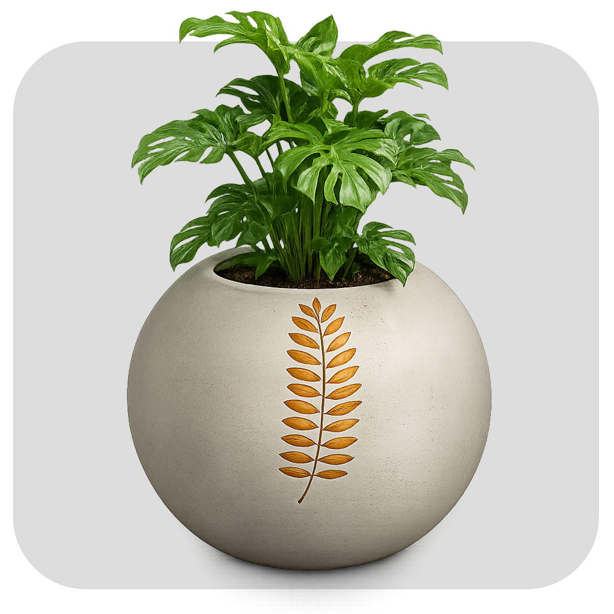 BIG BALL ( AURO POT )