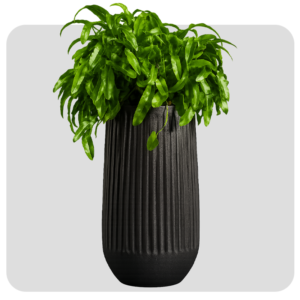 Cement Lining Pot Medium