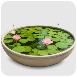 6 LARGE SIZE POND