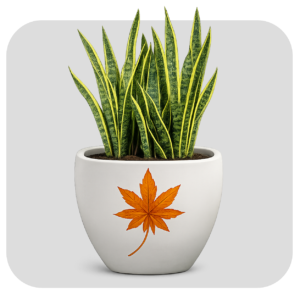 U - SHAPED POT