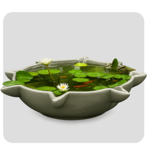 STAR LILLY POND