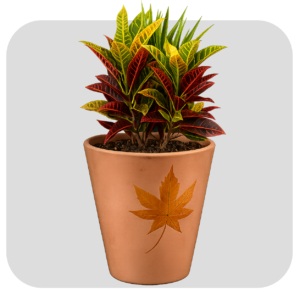 SMALL CONE