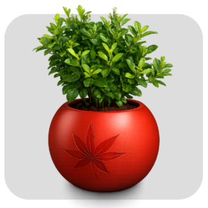 MEDIUM BALL