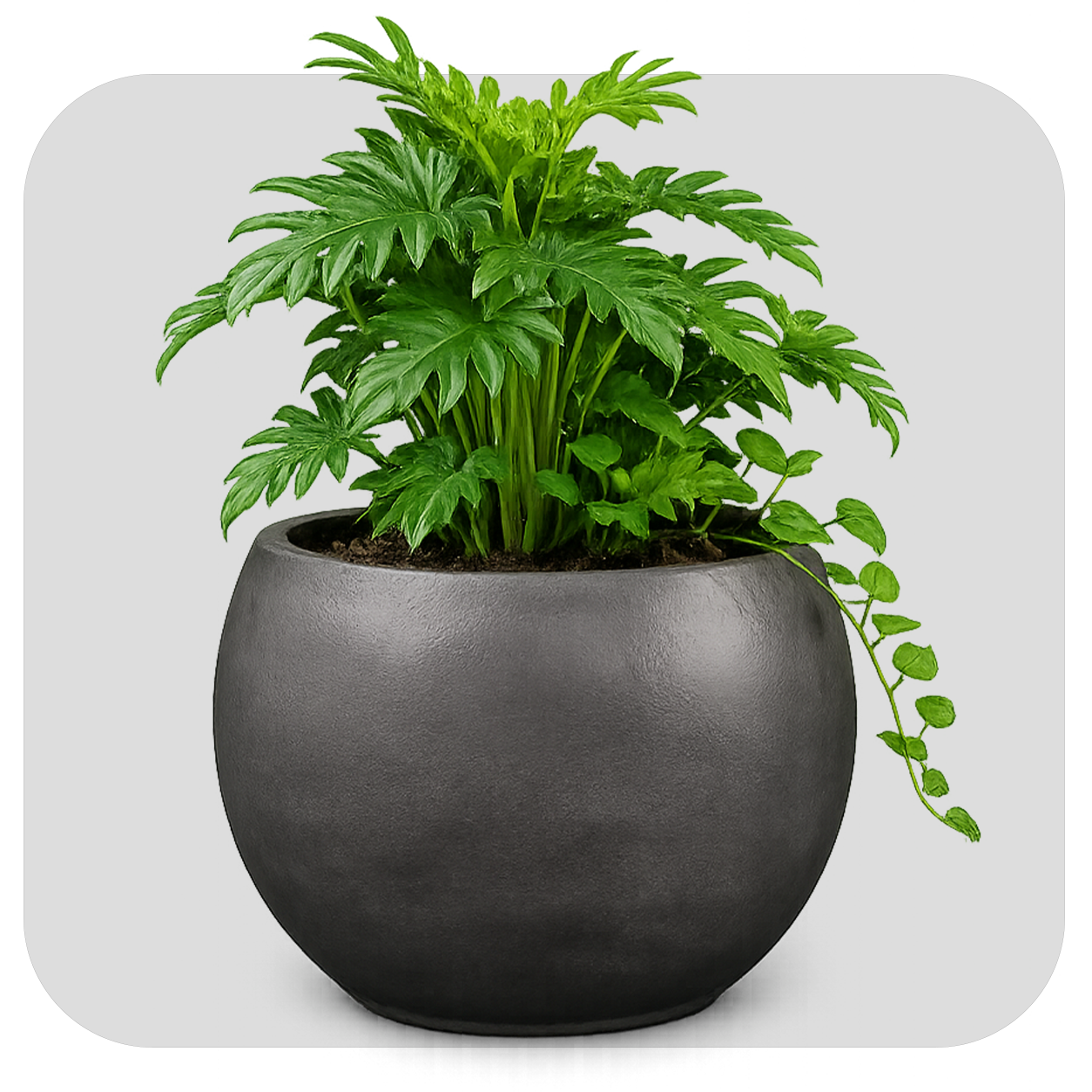JFE POT